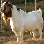 Goat Farming:Buy Sell Vaccine | Indus Appstore | App Icon