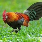 Red junglefowl sounds | Indus Appstore | App Icon