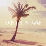 Palm Tree in Hawaii  Theme | Indus Appstore | App Icon