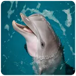 Dolphin photos Frames | Indus Appstore | App Icon