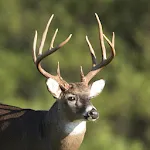 Whitetail Deer Calls | Indus Appstore | App Icon