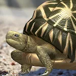 Tortoise to grow relaxedly | Indus Appstore | App Icon