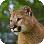 Cougar Sounds | Indus Appstore | App Icon