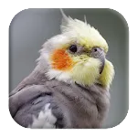 Cockatiel Sounds | Indus Appstore | App Icon