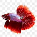 betta fish wallpapers HD - 4K | Indus Appstore | App Icon