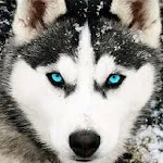 Husky Dog Wallpaper HD | Indus Appstore | App Icon