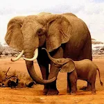 The Elephant | Indus Appstore | App Icon