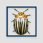 Crash of Beetle | Indus Appstore | App Icon