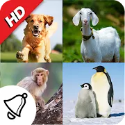 150 Animal Ringtones | Indus Appstore | App Icon