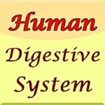 Human Digestive System Guide | Indus Appstore | App Icon