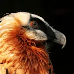 Vulture Sounds | Indus Appstore | App Icon