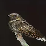 Whippoorwill bird sounds | Indus Appstore | App Icon