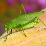 Katydid sounds | Indus Appstore | App Icon