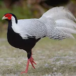 Silver pheasant Sounds | Indus Appstore | App Icon