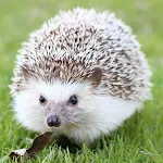 Hedgehog Pet | Indus Appstore | App Icon