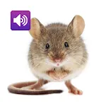 Mouse and Rat: Sound,Ringtones | Indus Appstore | App Icon