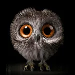 Owl Wallpapers | Indus Appstore | App Icon