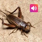 Cricket: Sounds & Ringtones | Indus Appstore | App Icon