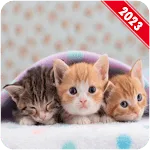 Kitten Wallpaper | Indus Appstore | App Icon