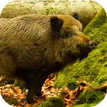 Wild Boar Sounds | Indus Appstore | App Icon