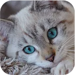 Cat Wallpaper | Indus Appstore | App Icon