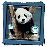 Panda Live Wallpaper | Indus Appstore | App Icon