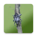 Camellia Pest ID | Indus Appstore | App Icon