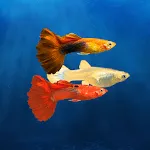 My Guppy | Indus Appstore | App Icon