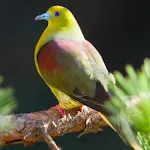 Wedge-tailed green pigeon | Indus Appstore | App Icon