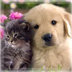 Cute Cat & Dog Live Wallpapers | Indus Appstore | App Icon