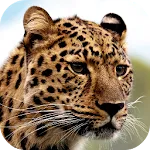 Leopard Wallpapers | Indus Appstore | App Icon