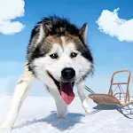 Alaskan Malamute Simulator | Indus Appstore | App Icon