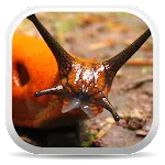 Terrestrial Mollusc Key | Indus Appstore | App Icon