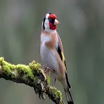 goldfinch | Indus Appstore | App Icon