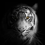 Black and White Wallpapers | Indus Appstore | App Icon