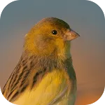 Canary Bird Belgian Corners | Indus Appstore | App Icon