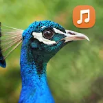 Peacock Sounds App | Indus Appstore | App Icon