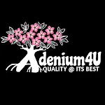 Adenium4u - The Adenium Store | Indus Appstore | App Icon