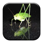 Katydid Sounds | Indus Appstore | App Icon