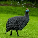 Guinea Fowl Sounds & Calls | Indus Appstore | App Icon