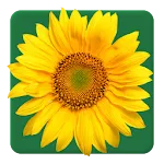 Calflora Observer Pro | Indus Appstore | App Icon