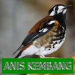 Master Kicau Anis Kembang | Indus Appstore | App Icon