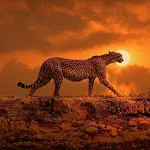 Cheetah Wallpapers | Indus Appstore | App Icon