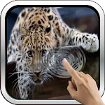 Magic Touch: Leopard Live Wallapp icon