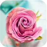 Rose Wallpapers | Indus Appstore | App Icon