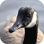 Goose Sounds | Indus Appstore | App Icon