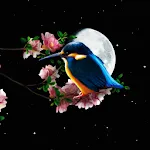 Sakura and Bird Live Wallpaper | Indus Appstore | App Icon