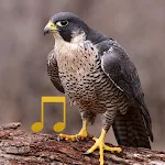 Bird and Animal sounds | Indus Appstore | App Icon