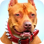 Pitbull Wallpaper | Indus Appstore | App Icon