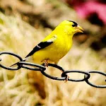 Goldfinch Sounds | Indus Appstore | App Icon